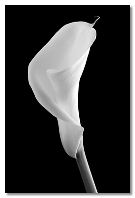 Bild "Calla" von Wolfgang Elster
