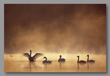 Donau
