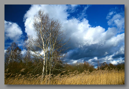 Wittislinger Moor